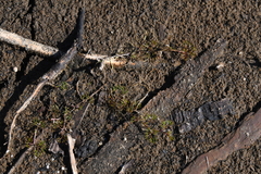 Ranunculus confervoides