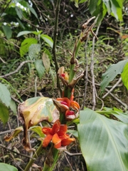 Hedychium spicatum