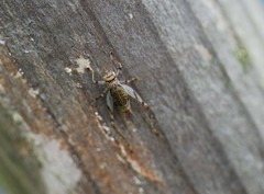 Svistella bifasciata