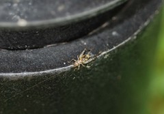 Svistella bifasciata