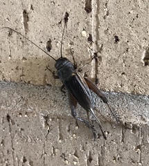 Gryllus texensis