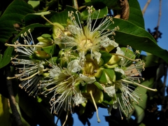 Duabanga grandiflora