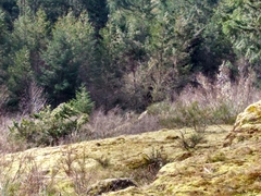 Canis lupus crassodon