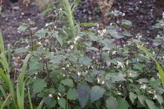 Solanum nigrum