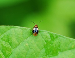 Monolepta quadriguttata