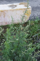 Artemisia vulgaris