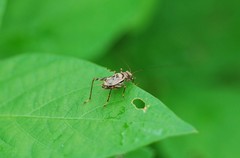 Svistella bifasciata