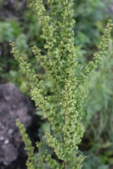 Rumex crispus