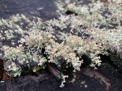 Cladonia botrytes
