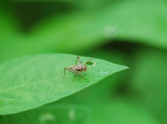Svistella bifasciata