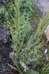 Rumex crispus