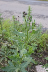 Cirsium arvense