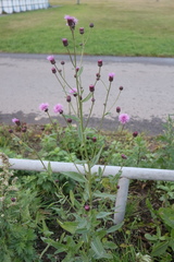 Cirsium arvense
