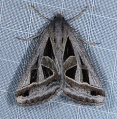 Callistege diagonalis