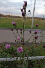 Cirsium arvense