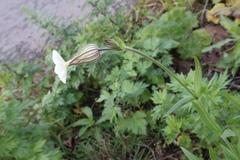 Silene latifolia
