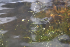 Ranunculus kauffmannii