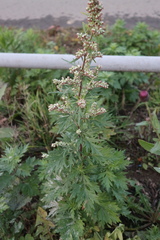 Artemisia vulgaris