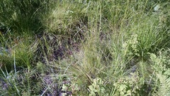 Stellulatae