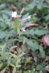 Silene latifolia