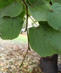 Tilia cordata