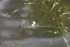 Ranunculus kauffmannii
