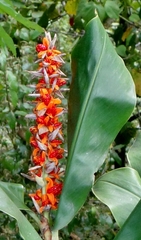 Hedychium densiflorum