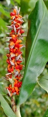 Hedychium densiflorum