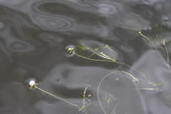 Ranunculus kauffmannii