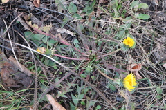 Taraxacum officinale