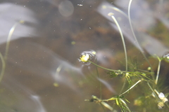 Ranunculus kauffmannii