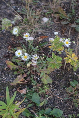 Erigeron annuus