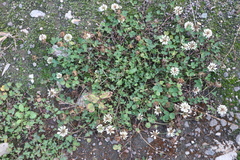 Trifolium repens