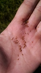 Stellulatae