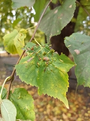 Tilia cordata