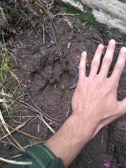 Canis lupus crassodon