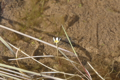 Ranunculus kauffmannii