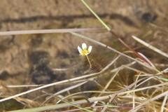 Ranunculus kauffmannii