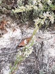 Polygonella articulata