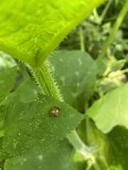 Epilachna varivestis