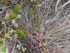 Serruria decumbens