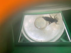 Boyeria vinosa