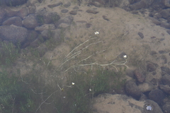 Ranunculus kauffmannii