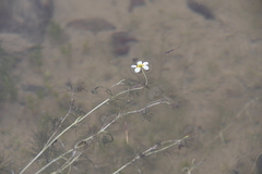 Ranunculus kauffmannii
