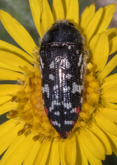 Acmaeodera rubronotata