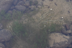 Ranunculus kauffmannii
