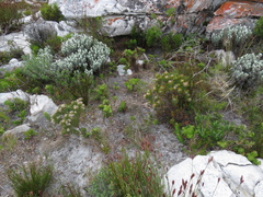 Morella kraussiana