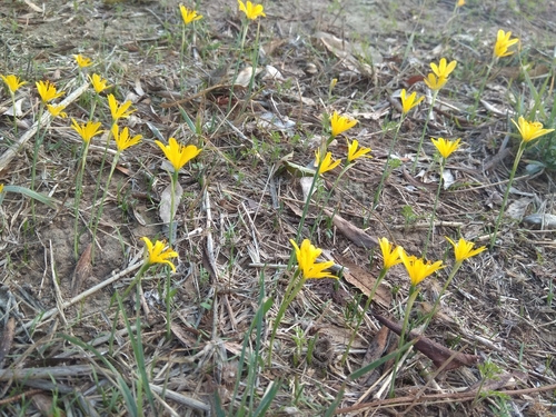 Narcissus cavanillesii