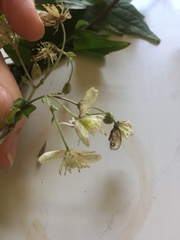 Clematis brachiata