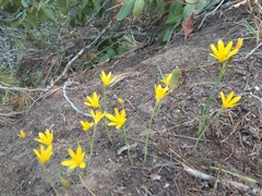 Narcissus cavanillesii